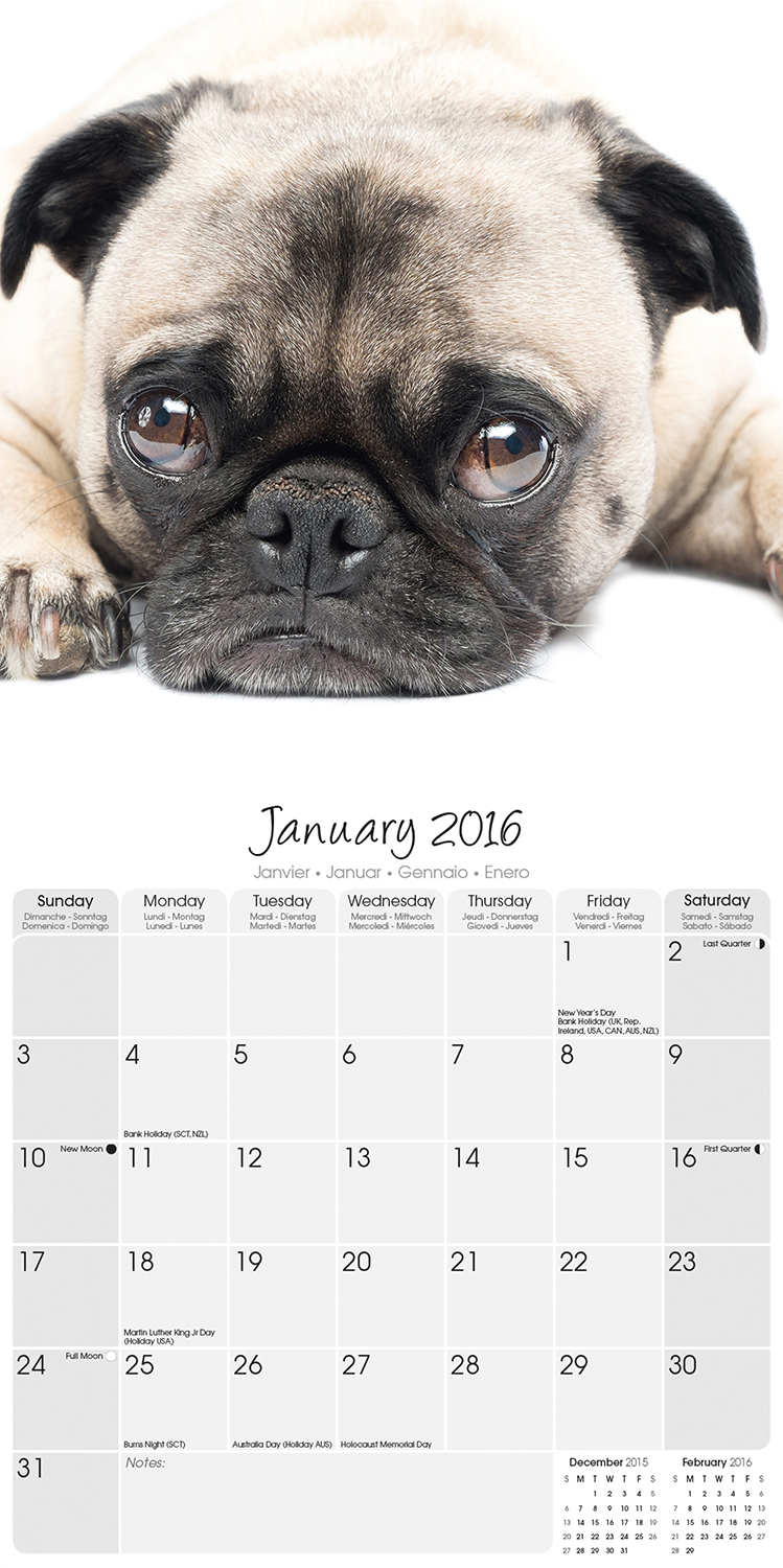 pug puppies price range email a friend price retail price 15 99 your savings 1 pug puppies price range email a friend price retail price 15 99 your savings 1