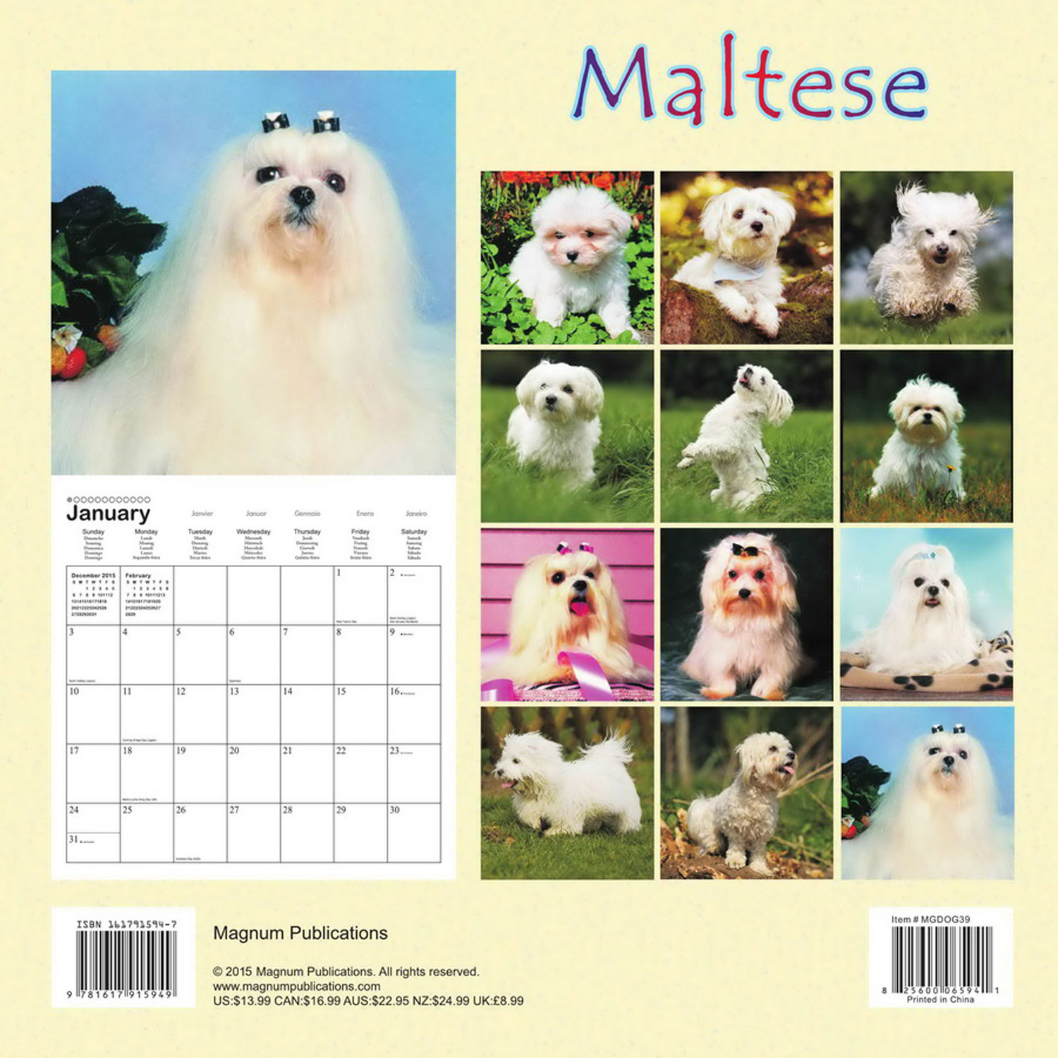Maltese Calendar 2016 MGDOG39 Maltese Dog Breeds