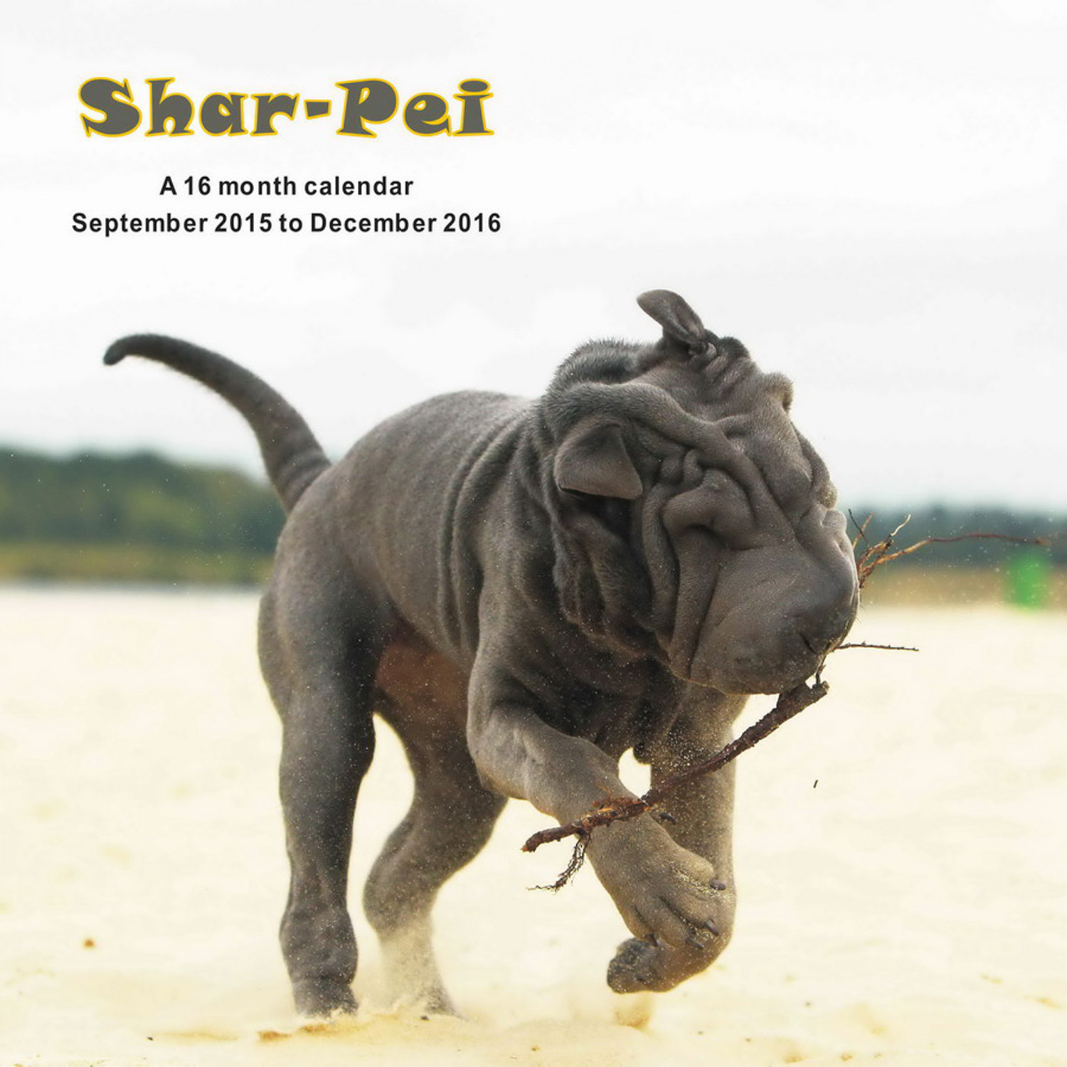 shar pei price shar pei calendar 2016 mgdog51 shar pei breeds shar pei price shar pei calendar 2016 mgdog51 shar pei breeds