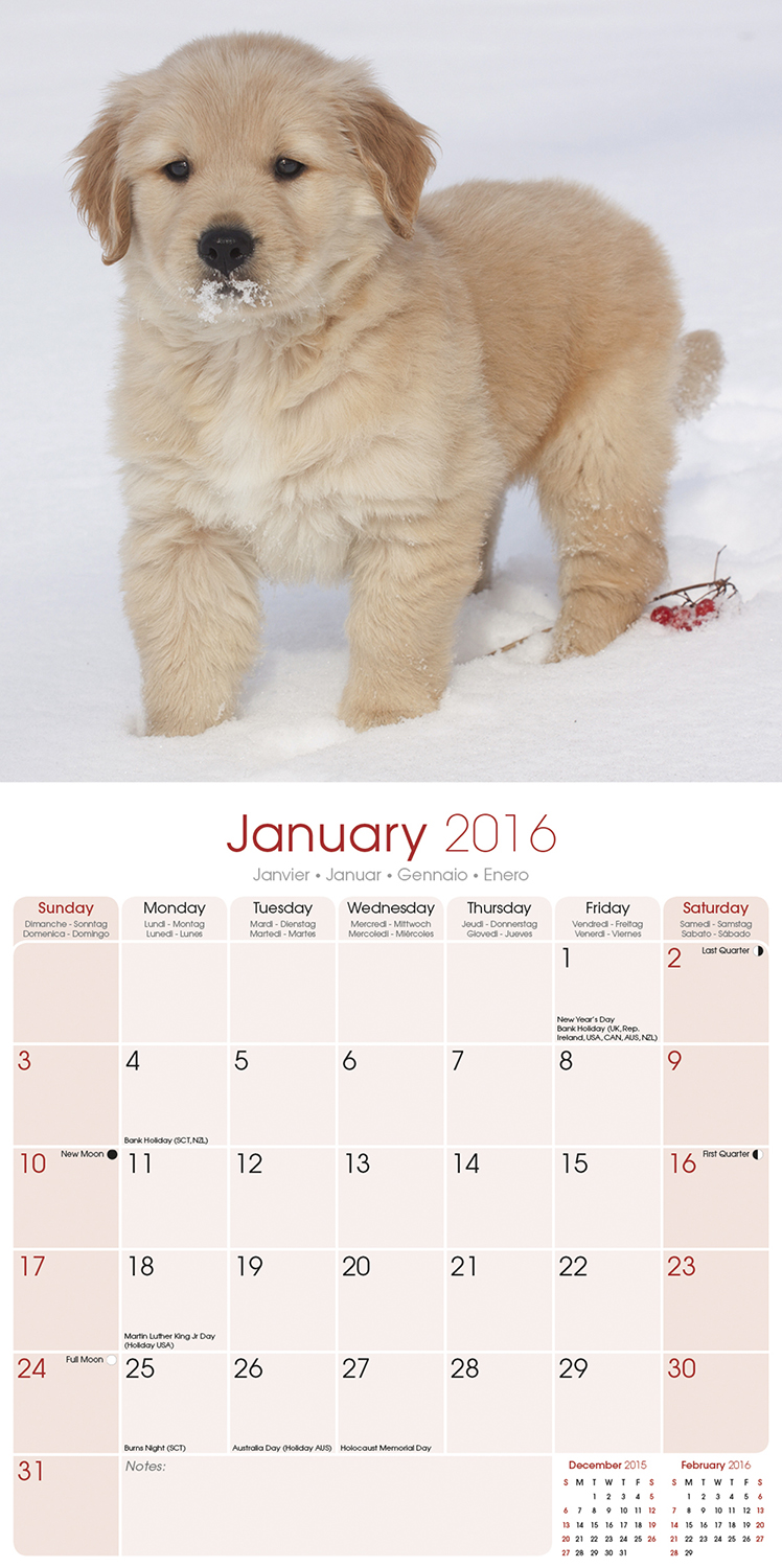 golden retriever puppy price range golden retriever puppies calendar 2016 pet prints inc golden retriever puppy price range golden retriever puppies calendar 2016 pet prints inc