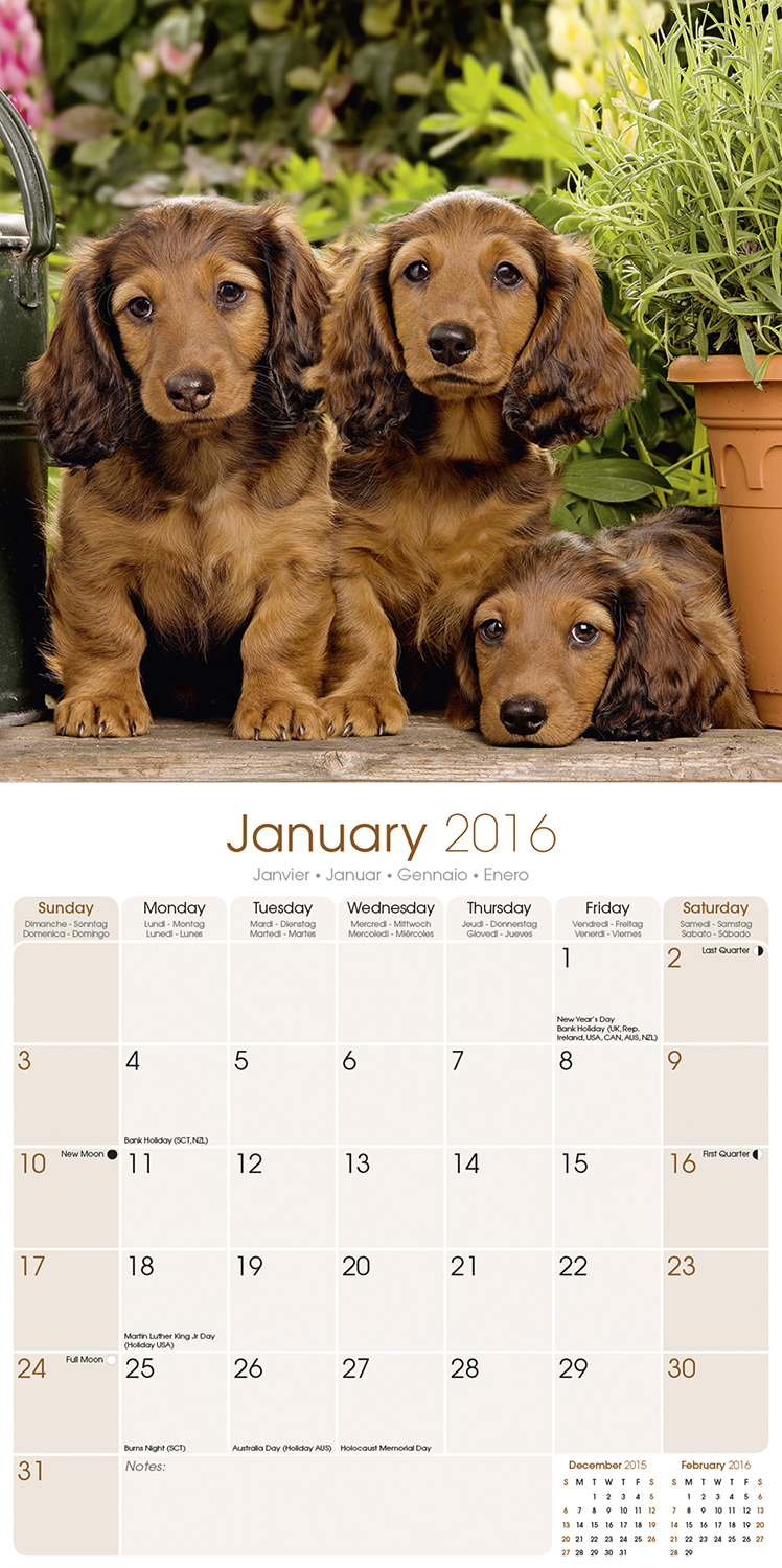 Longhaired Dachshund Calendar 2016 | Pet Prints Inc.