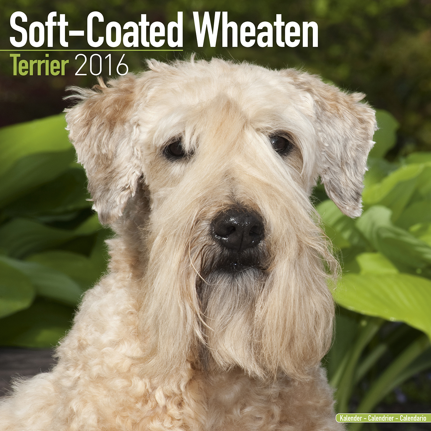 Curly Soft Coated Wheaten Terrier rbget